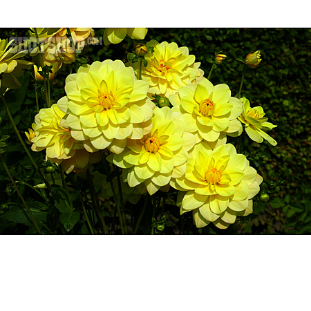 
                Dahlienblüte, Seerosen-dahlie                   