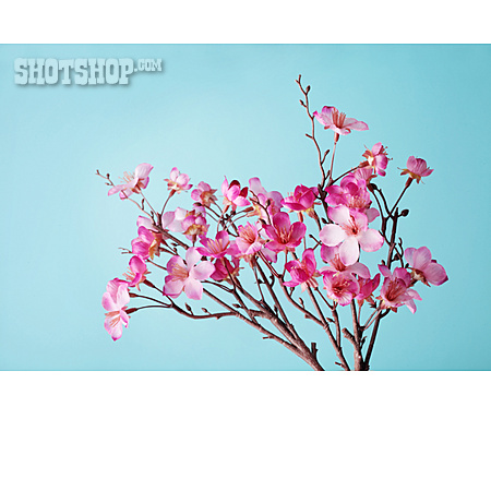 
                Cherry Blossom, Tree Blossom, Fruit Flower                   
