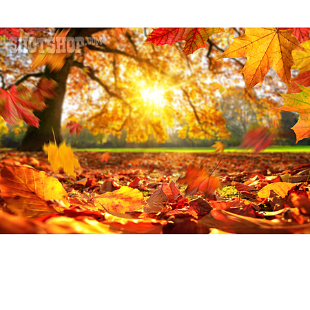 
                Herbstlaub, Herbstlich, Goldener Herbst                   