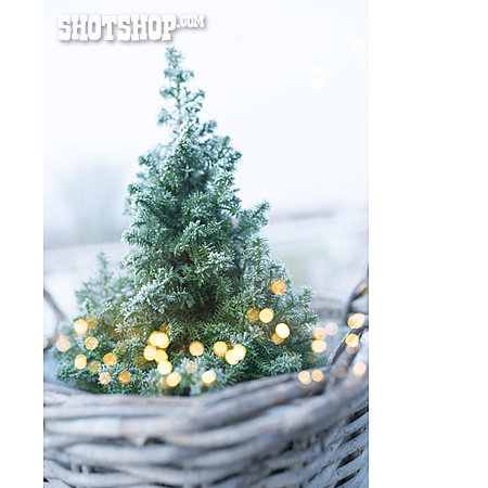 
                Winter, Lichterkette, Weihnachtsbaum                   