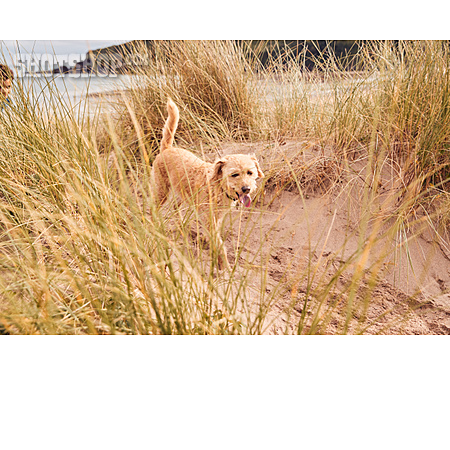 
                Strand, Hund, Dünen                   