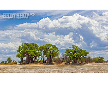 
                Botswana, Afrikanischer Affenbrotbaum                   