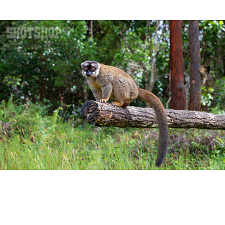 
                Lemur                   