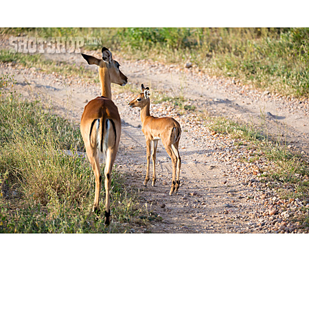 
                Tierjunges, Antilope                   