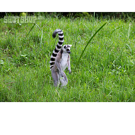 
                Katta, Lemuren                   