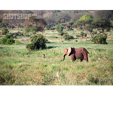 
                Elefant, Kenia, Savanne                   