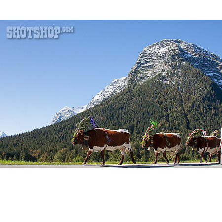 
                Kühe, Oberbayern, Almabtrieb                   