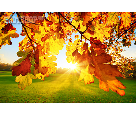 
                Sonnenstrahlen, Herbstlaub, Goldener Herbst                   