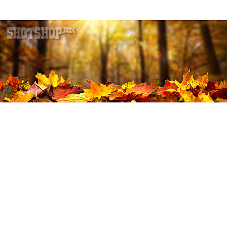 
                Herbstlaub, Waldboden, Herbstfärbung                   