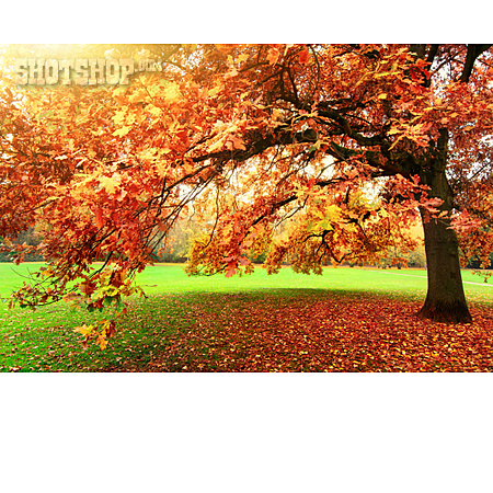 
                Park, Herbstfarben, Laubbaum                   