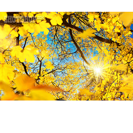
                Herbst, Sonnenstrahlen, Herbstfärbung, Blattwerk                   