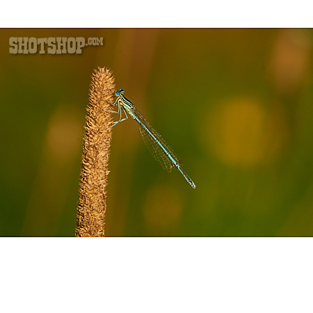 
                Blaue Federlibelle                   