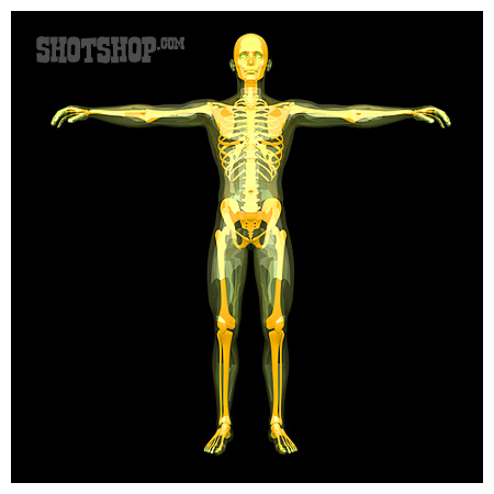 
                Radiologie, Skelett, Anatomie                   