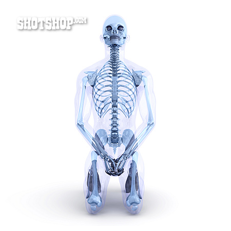 
                Knochen, Skelett, Anatomie                   