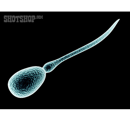 
                Fortpflanzung, Spermium, Mikrobiologie                   