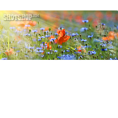 
                Mohn, Wiesenblume, Kornblumen                   