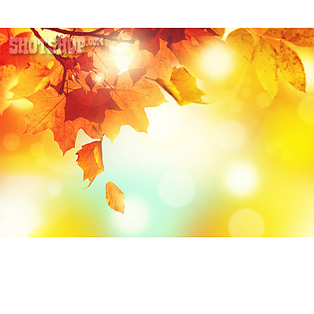 
                Herbst, Herbstlaub, Goldener Herbst                   