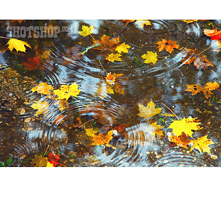 
                Leaves, Autumn, Water                   