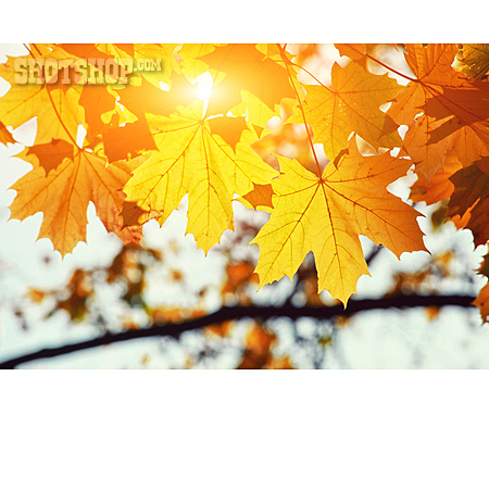 
                Sunlight, Autumn, Leaves                   