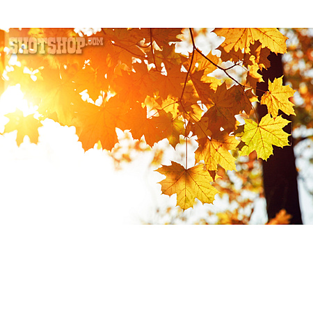 
                Herbstlaub, Herbstfärbung, Goldener Herbst                   