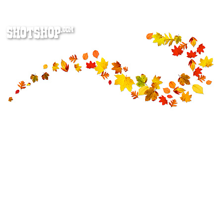 
                Blätter, Herbstlaub, Herbstfärbung                   