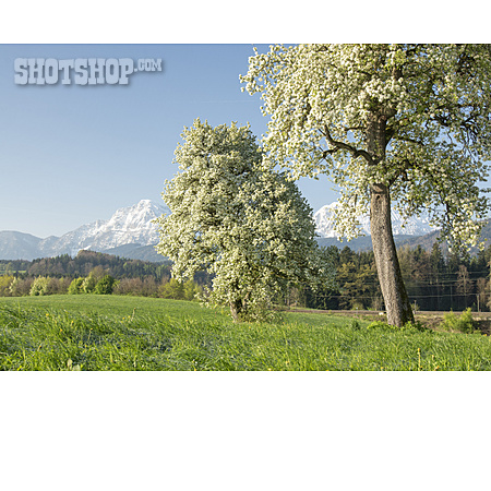 
                Oberbayern, Berchtesgadener Land, Obstbaumblüte                   