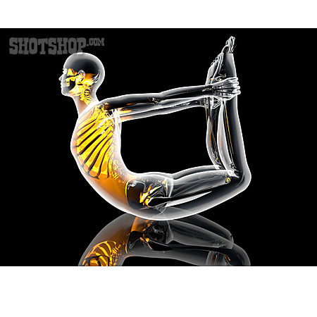 
                Skelett, Physiologie, Flexibilität                   