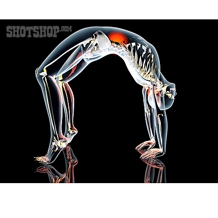 
                Skelett, Anatomie, Flexibilität                   