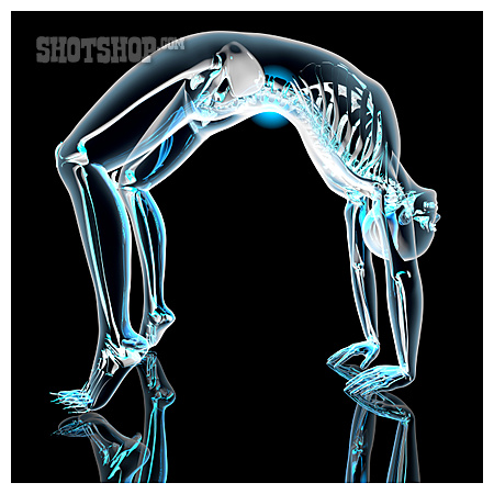 
                Stretching, Skeleton, Anatomy                   