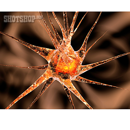 
                Zelle, Neuron, Nervenzelle                   