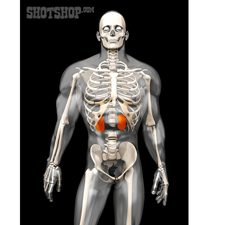 
                Röntgen, Skelett, Anatomie                   