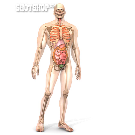 
                Körper, Skelett, Organe                   