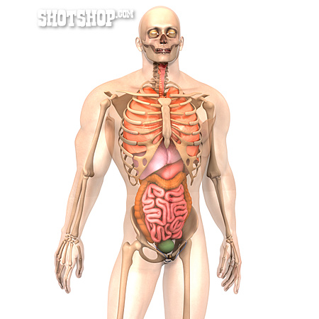 
                Körper, Skelett, Organe                   