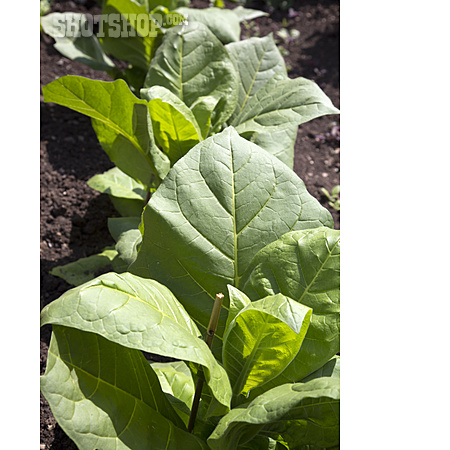 
                Anbau, Tabakpflanze                   