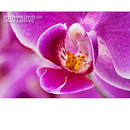 
                Blütenstempel, Orchidee                   
