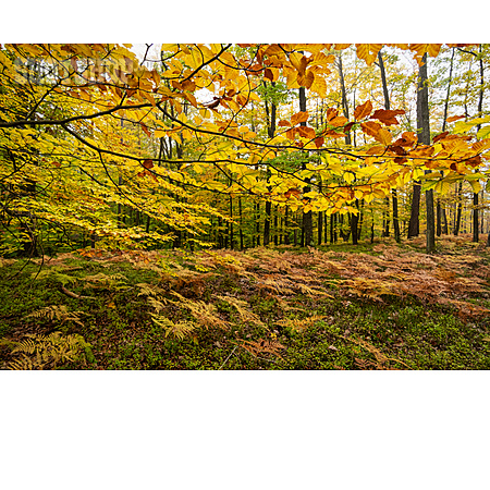
                Herbstlich, Laubwald, Laubfärbung                   