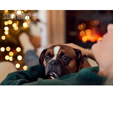 
                Weihnachten, Entspannt, Französische Bulldogge                   
