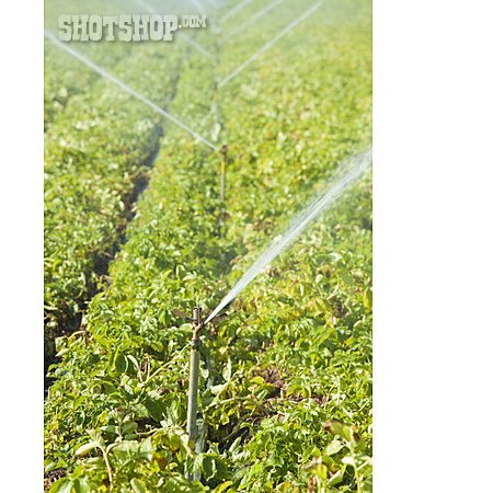 
                Landwirtschaft, Bewässerung, Bewässerungsanlage                   