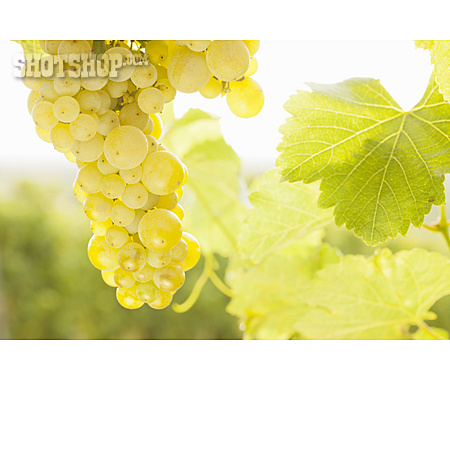 
                Agriculture, Viticulture, White Grape                   