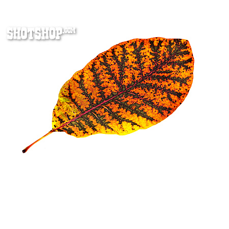 
                Herbstblatt                   