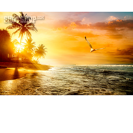 
                Sonnenuntergang, Strand, Sri Lanka, Indischer Ozean                   