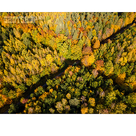 
                Wald, Herbst, Herbstfarben                   