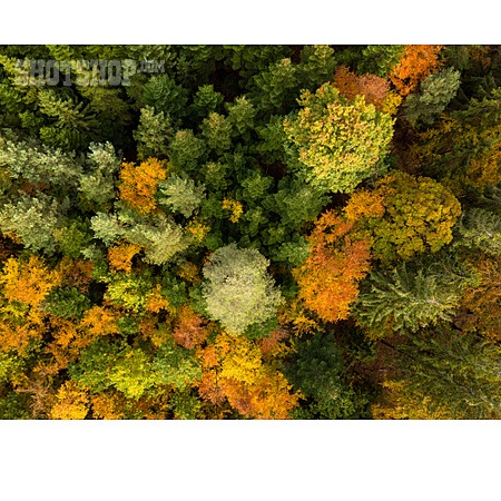 
                Wald, Bäume, Herbstfärbung                   