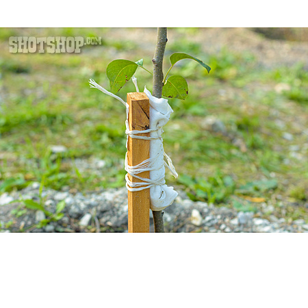 
                Wachstum, Birnenbaum, Baumstütze                   