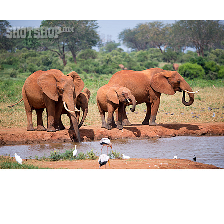 
                Elefantenfamilie                   