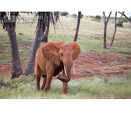 
                Afrikanischer Elefant                   