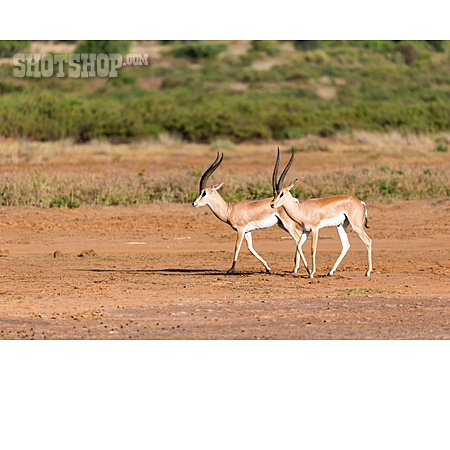 
                Antilope                   