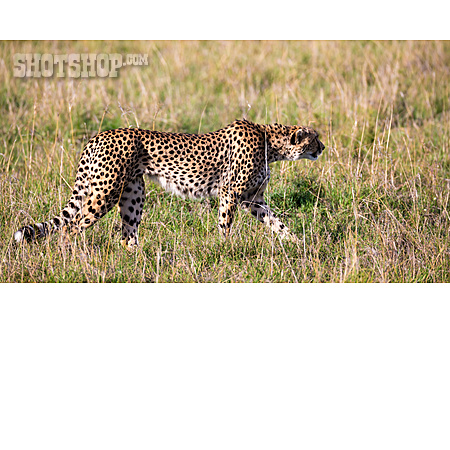 
                Gepard                   