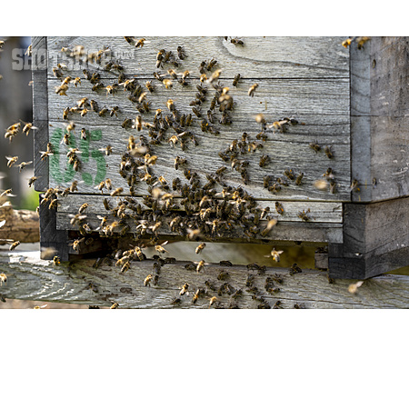 
                Honigbiene, Bienenkasten                   