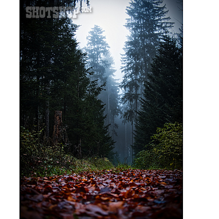 
                Wald, Nebel, Herbstlaub                   